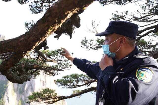 胡晓春在向记者介绍迎客松的近况。吴焰摄