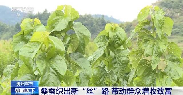 在希望的田野上  贵州毕节桑蚕织出新“丝”路 带动群众增收致富