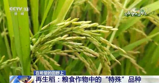 在希望的田野上  全国再生稻头季收获陆续展开 推广种植潜力大