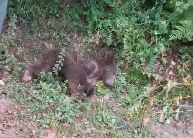 土耳其迪兹杰省贪吃小棕熊误食有药性的“疯狂蜂蜜”天旋地转昏倒
