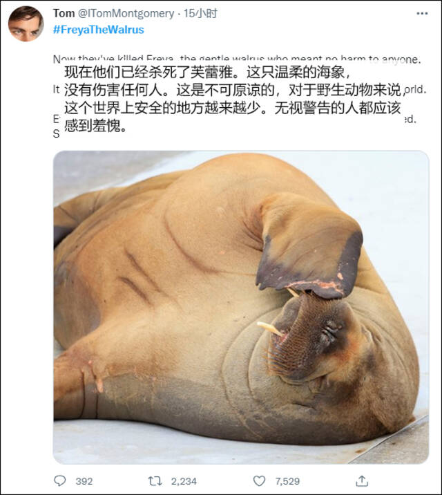 担心人们不顾劝阻围观网红海象被攻击，挪威当局杀了海象惹众怒