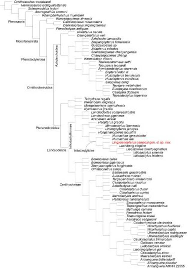 坎波斯凌源翼龙的系统发育位置。徐亦知供图