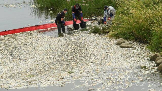 工作人员在波兰边境村庄附近的奥得河流域打捞死鱼，图源外媒