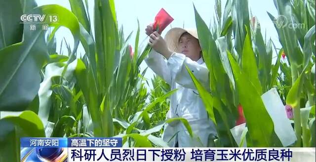 河南安阳：科研人员烈日下授粉 培育玉米优质良种