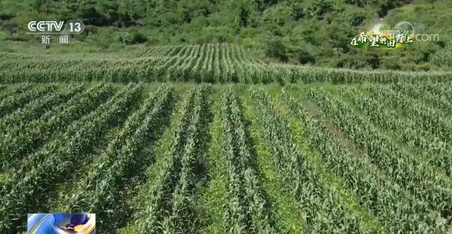 在希望的田野上  重庆：玉米套种大豆 一地两种双迎丰收