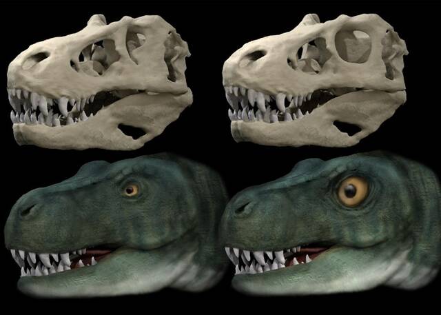 大型肉食恐龙演化出小眼睛助增猎食咬合力