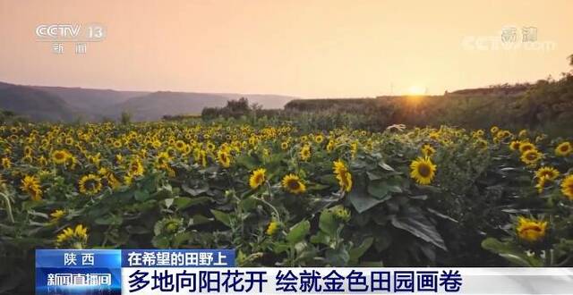 在希望的田野上  多地向阳花开 绘就金色田园画卷