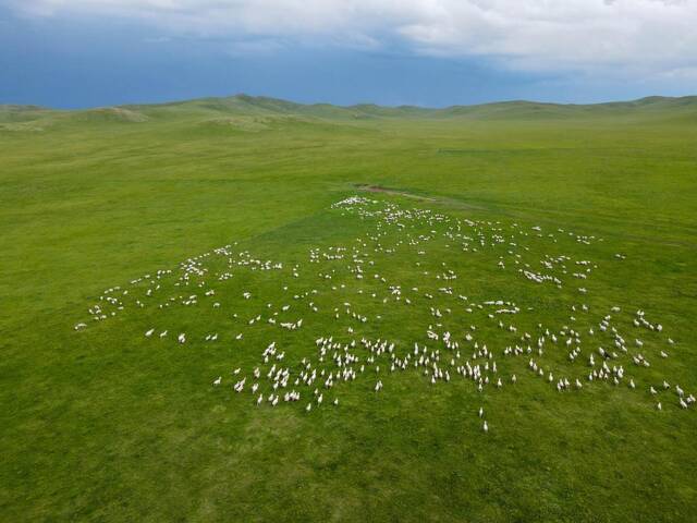 这是2022年7月27日在内蒙古东乌珠穆沁旗拍摄的草原上的羊群（无人机照片）新华社记者王泽聪摄
