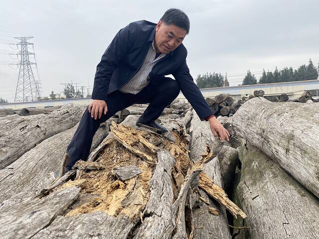 诉争多年未有定论，这批红木仍被堆放在莆田市秀屿区的一家木材工厂的空地上。