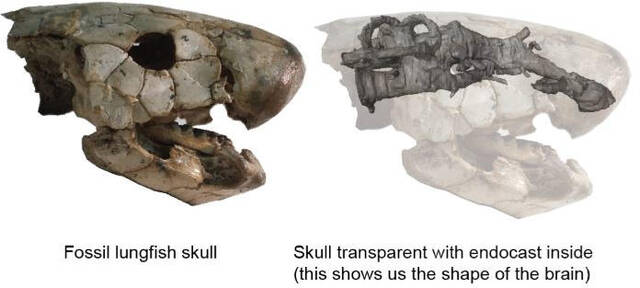 研究发现肺鱼的大脑在4亿年中一直在不断进化