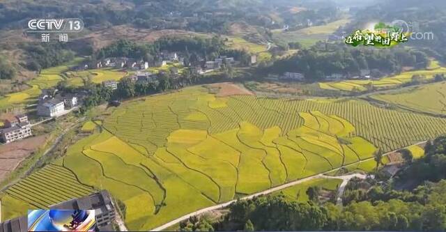 在希望的田野上  四川大竹：稻海染金色 20万亩糯稻绘制丰收画卷