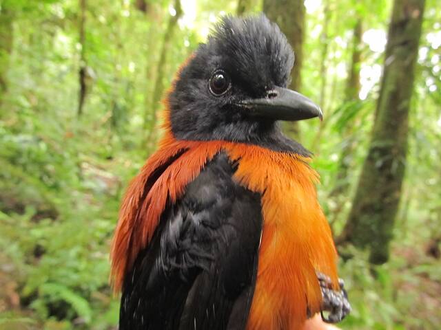 黑头林鵙鹟：迄今发现的第一种也是唯一一种有毒鸟类