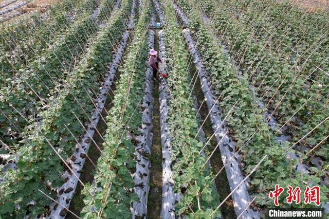 新塘村菜农正在给蔬菜浇水。王东明摄