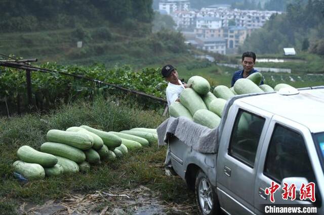 大湖乡东姚村湖东果蔬农民专业合作社的合伙人将收成的冬瓜装车，送往城区销售。王东明摄
