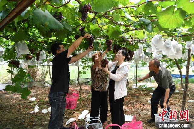 大湖乡江洋村果农正在葡萄园采摘可以上市销售的葡萄。王东明摄