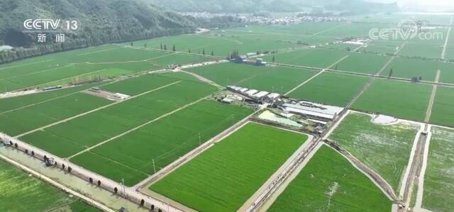 浙江果蔬种植基地开启抗高温模式