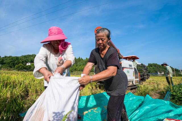 邓素英（右）和村民将收割机收好的稻谷装袋。新华社记者唐文豪摄