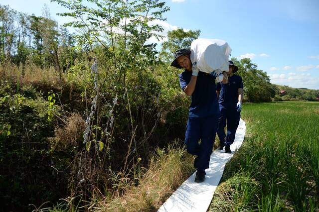 33岁的队员周绮，扛着70多斤重的管道，在狭窄的田埂中步行。新华社记者明星摄