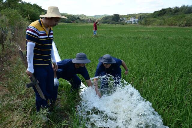 清澈的河水通过管道，涌进了干涸的稻田。新华社记者明星摄