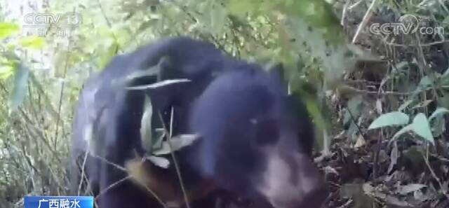 广西融水元宝山国家级自然保护区再现黑熊
