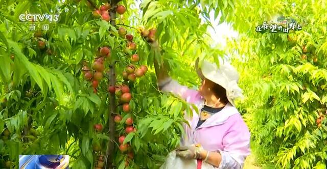在希望的田野上  油桃迎来丰收季 山西稷山桃农喜采“黄金果”