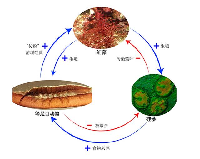 海洋中红藻与等足目甲壳动物和硅藻形成的双重互利关系图