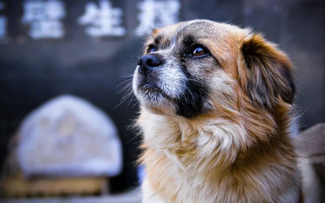 ▲一些地方已经将中华田园犬从禁养目录中删除。图/IC photo