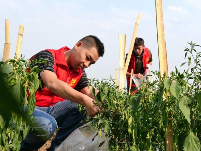 重庆市北碚区支农服务队的志愿者在抢收蔬菜，减少菜农因旱损失。（受访者供图）