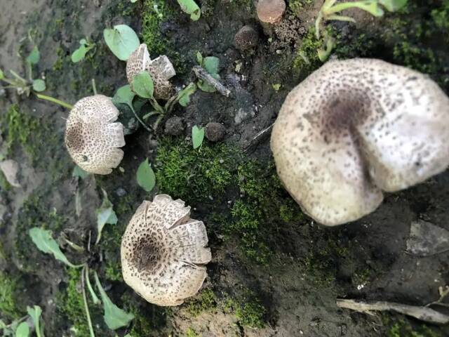 肉褐鳞环柄菇出现在北京公园，市疾控提醒勿采勿食