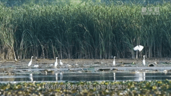 新华全媒+丨走进河南濮阳金堤河国家湿地公园 感受生态之变