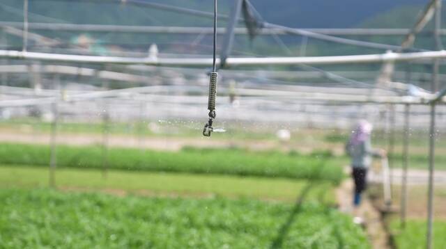 新华全媒+｜防疫不误农时 记者探访三亚蔬菜种植基地