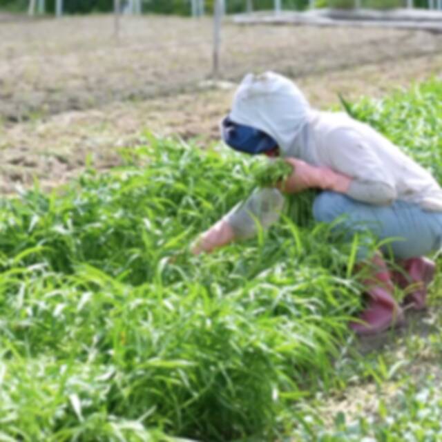 新华全媒+｜防疫不误农时 记者探访三亚蔬菜种植基地