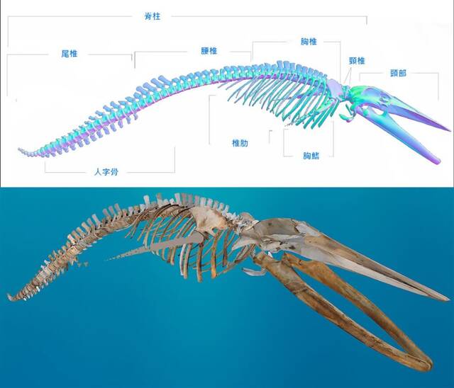 台湾首例搁浅蓝鲸将以3D骨骼建模修复原貌