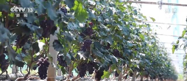 农产品产地冷藏保鲜设施建设  “葡萄之乡”实现常年卖葡萄