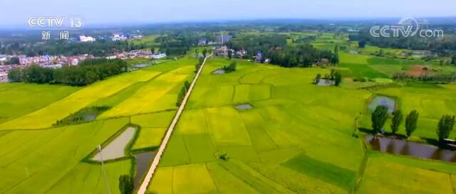 在希望的田野上  12万亩香稻勾勒出绝美丰收画卷