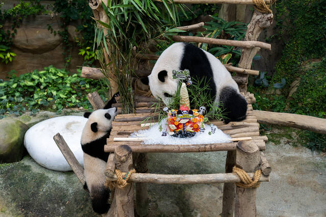 全球连线  这对“驻外”大熊猫夫妇16岁了！