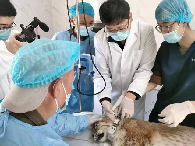 青海野生动物救护繁育中心工作人员正在救助猞猁。（图片由青海省林业和草原局提供）