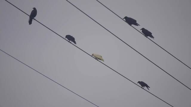 白乌鸦现身日本北海道
