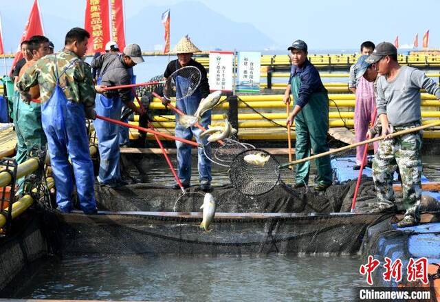 宁德海域渔排上的工作人员正在打捞大黄鱼。(资料图)王东明摄