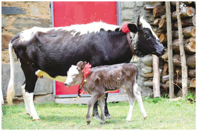 村民平措家的阿沛甲咂牛母牛及其刚生下5天的小牛。本报记者刘诗平摄