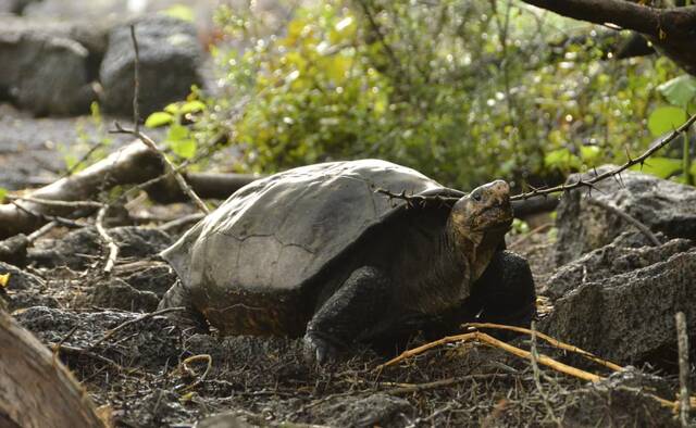 一只长期被认为已经灭绝的加拉帕戈斯巨龟被发现活着