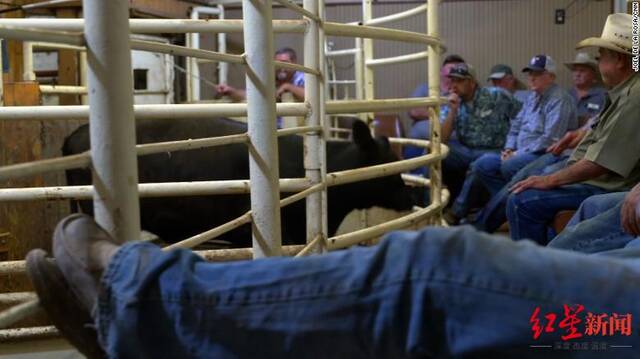 ↑得克萨斯州的一场牲畜拍卖会