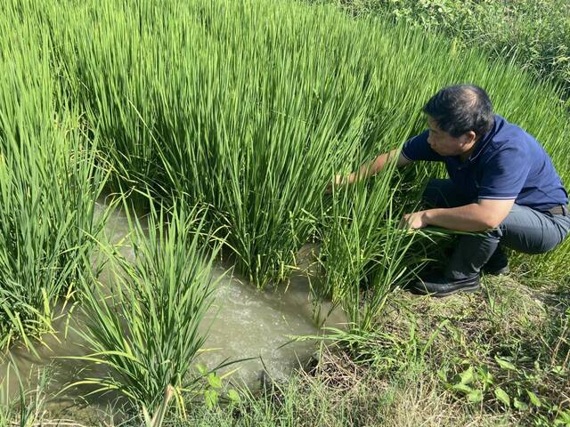 湖北省农业科学院院长游艾青在田间查看水稻长势。（受访者供图）