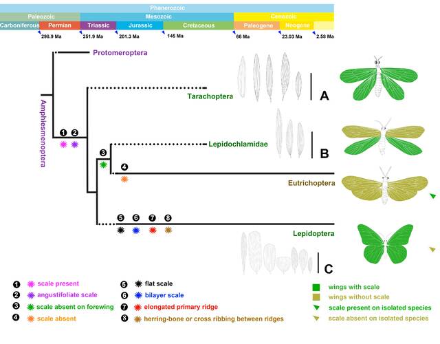 《当代生物学》：蛾蝶类昆虫出现之前翅鳞片的早期演化