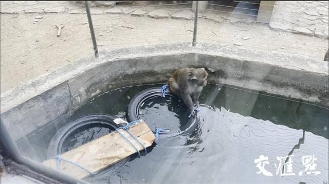 南京网红“流浪猴”放归红山动物园猴山，“猴界”反应激烈