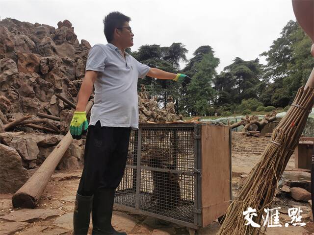 南京网红“流浪猴”放归红山动物园猴山，“猴界”反应激烈