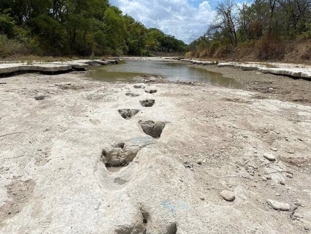得克萨斯州恐龙谷州立公园近期严重干旱，导致不少河流干涸，竟让1.13亿年前的恐龙足迹重见天日。