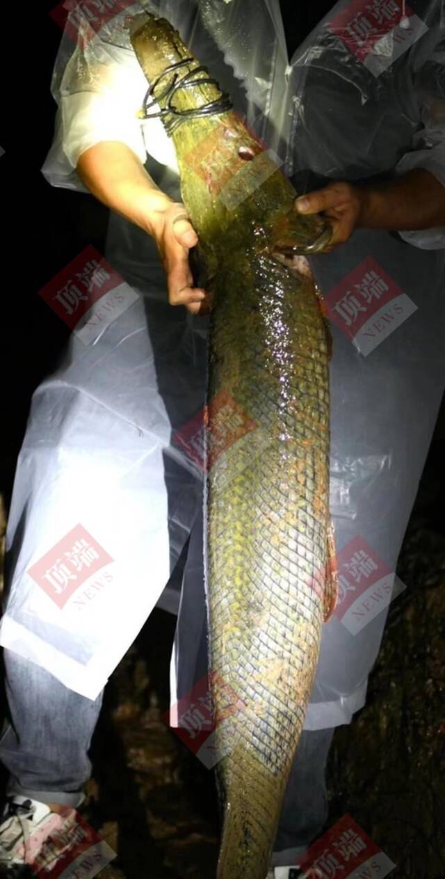 河南汝州发现的“怪鱼”抓住了！