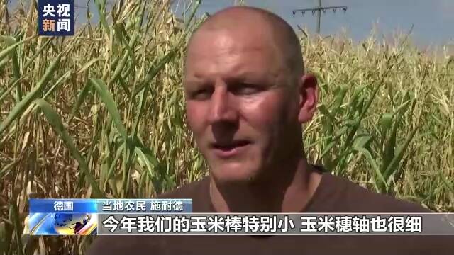 500年一遇大旱重创粮食收成 欧盟再下调玉米产量预期