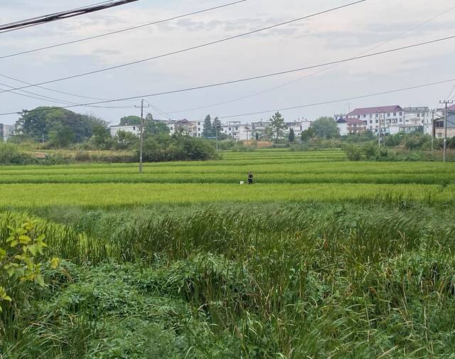 有农民从家里挑水到农田中浇灌农作物时代周报记者王晨婷摄